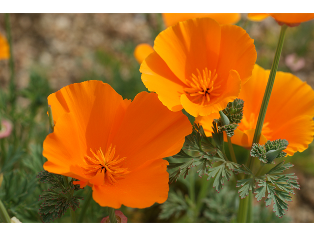 Eschscholzia californica ssp. californica (California poppy) #30475