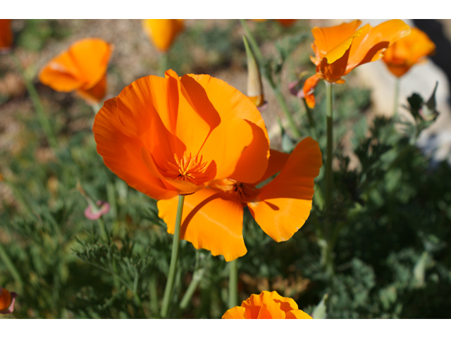 Eschscholzia californica ssp. californica (California poppy) #30477