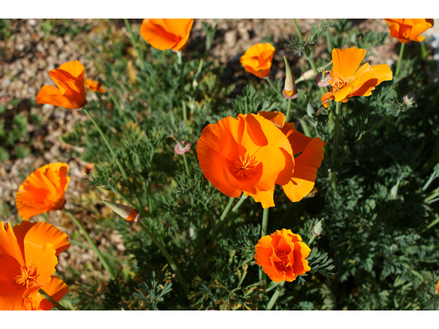 Eschscholzia californica ssp. californica (California poppy) #30479