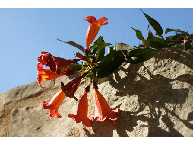 Bignonia capreolata (Crossvine) #30483
