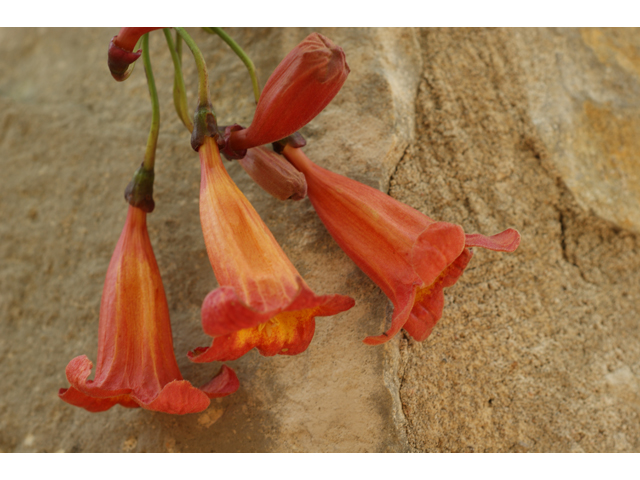 Bignonia capreolata (Crossvine) #30484