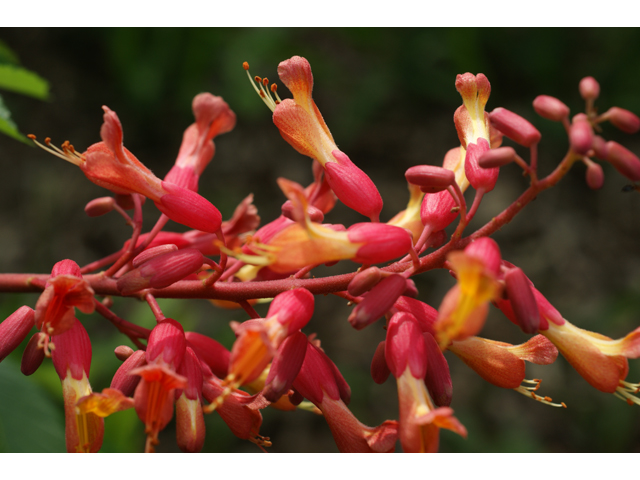 Aesculus pavia (Red buckeye) #30540