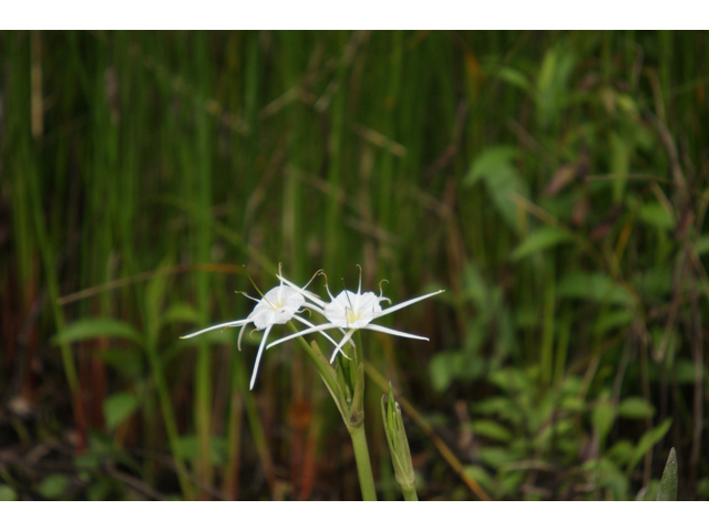 Hymenocallis liriosme (Texas spiderlily) #30545