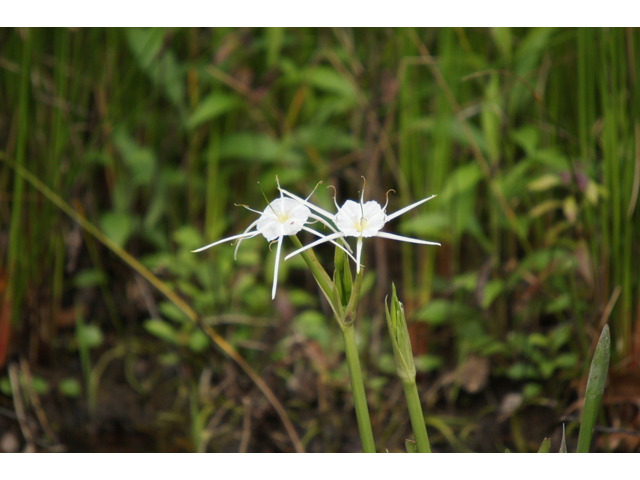 Hymenocallis liriosme (Texas spiderlily) #30546
