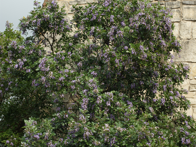 Sophora secundiflora (Texas mountain laurel) #30556