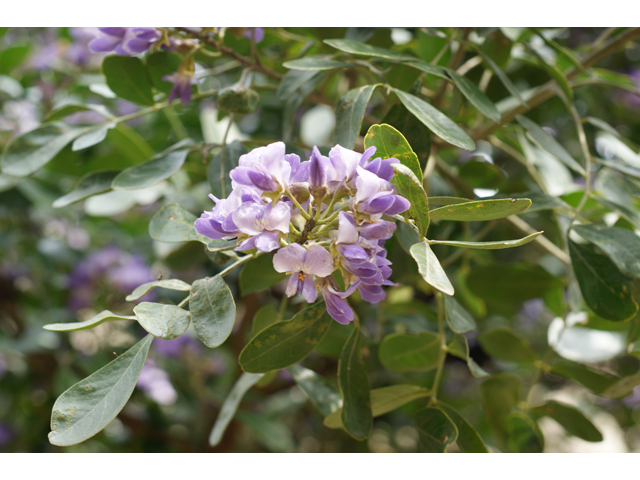 Sophora secundiflora (Texas mountain laurel) #30561