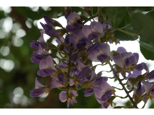 Sophora secundiflora (Texas mountain laurel) #30565