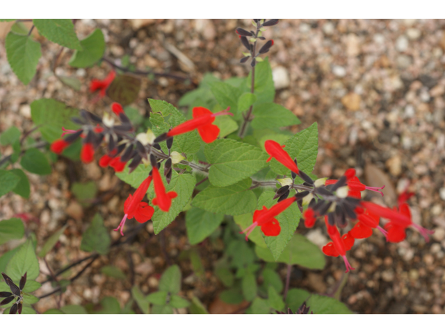 Salvia coccinea (Scarlet sage) #30567