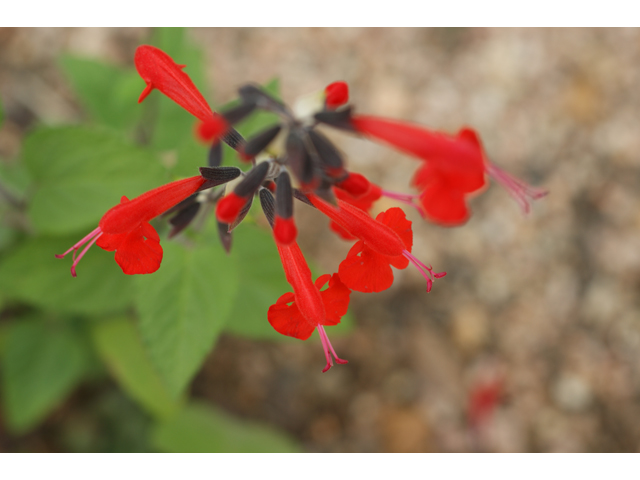 Salvia coccinea (Scarlet sage) #30569