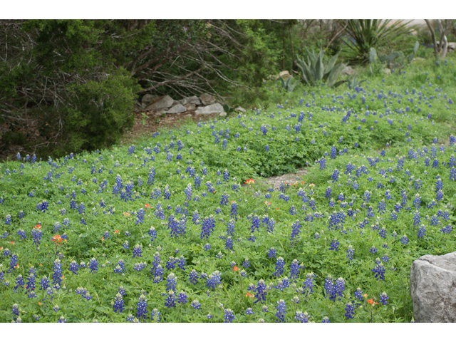 Lupinus texensis (Texas bluebonnet) #30595