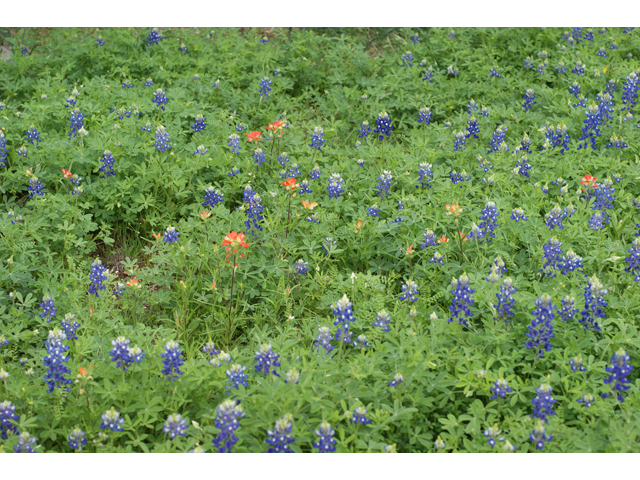 Lupinus texensis (Texas bluebonnet) #30596
