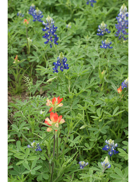 Lupinus texensis (Texas bluebonnet) #30597