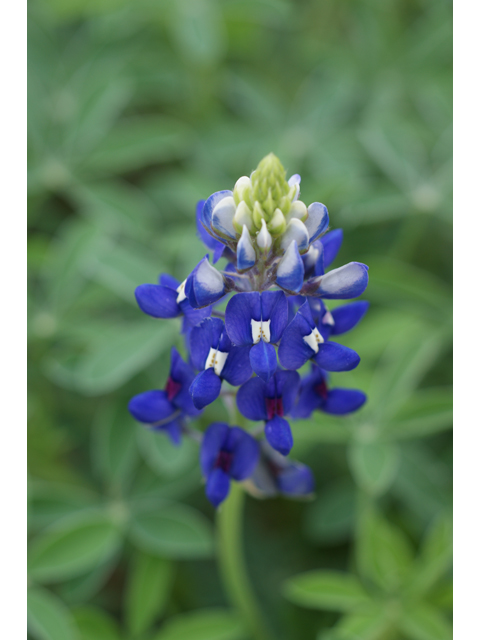 Lupinus texensis (Texas bluebonnet) #30601
