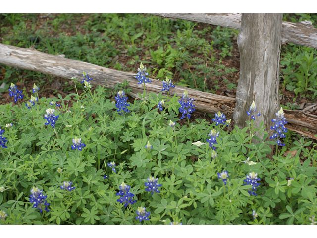 Lupinus texensis (Texas bluebonnet) #30602