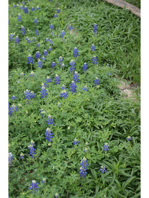 Lupinus texensis (Texas bluebonnet) #30604