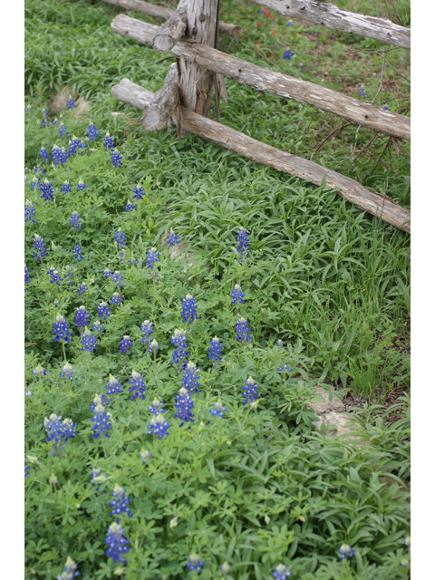 Lupinus texensis (Texas bluebonnet) #30605