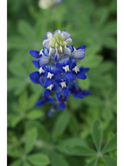 Lupinus texensis (Texas bluebonnet) #30606