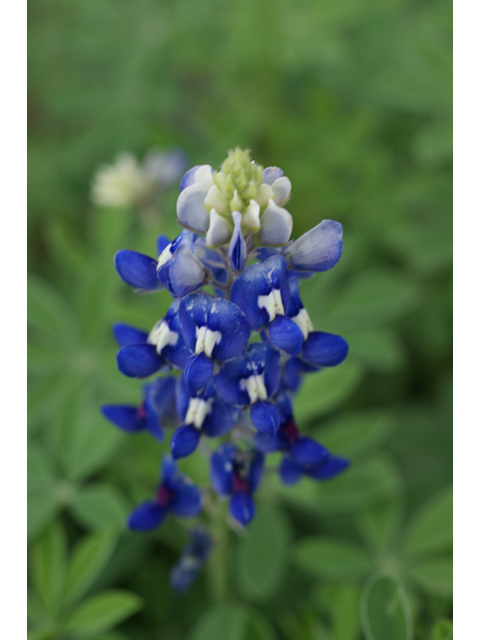 Lupinus texensis (Texas bluebonnet) #30607