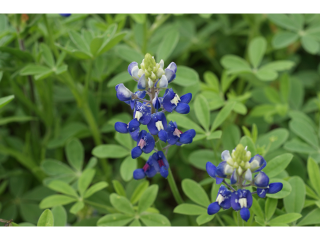 Lupinus texensis (Texas bluebonnet) #30610