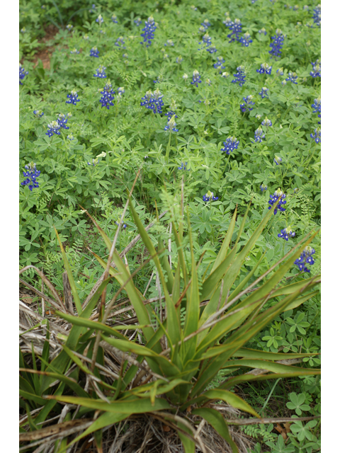 Lupinus texensis (Texas bluebonnet) #30612