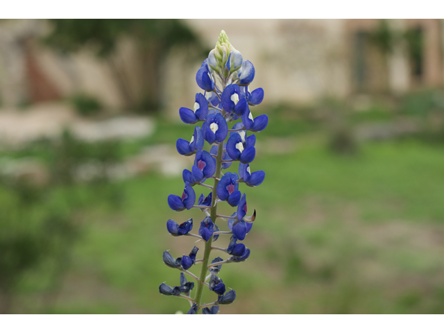 Lupinus texensis (Texas bluebonnet) #30613