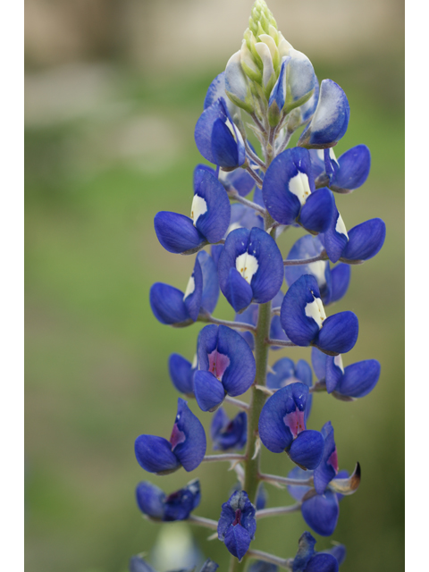 Lupinus texensis (Texas bluebonnet) #30614