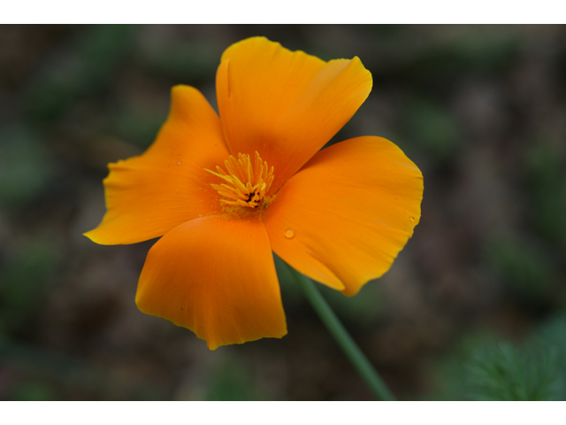 Eschscholzia californica ssp. californica (California poppy) #30623