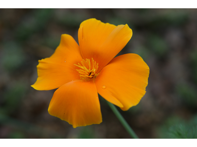 Eschscholzia californica ssp. californica (California poppy) #30624