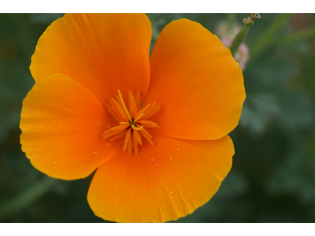 Eschscholzia californica ssp. californica (California poppy) #30625