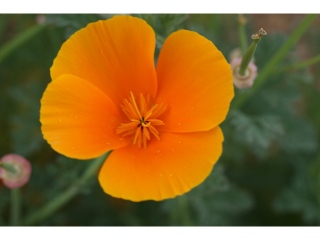 Eschscholzia californica ssp. californica (California poppy) #30627