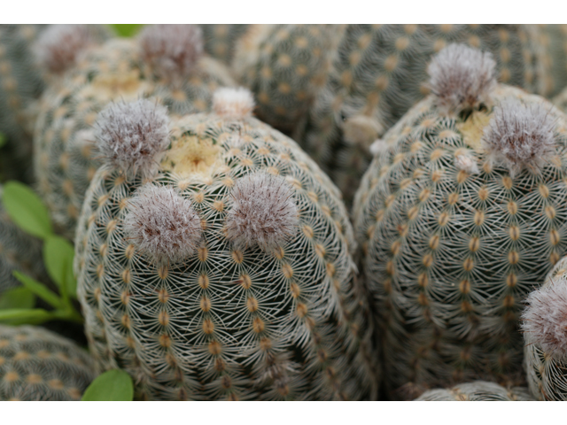 Echinocereus reichenbachii (Lace hedgehog cactus) #30674