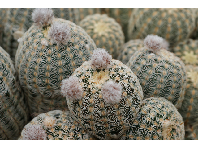 Echinocereus reichenbachii (Lace hedgehog cactus) #30675