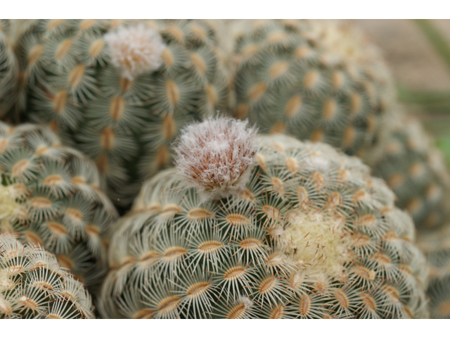 Echinocereus reichenbachii (Lace hedgehog cactus) #30676