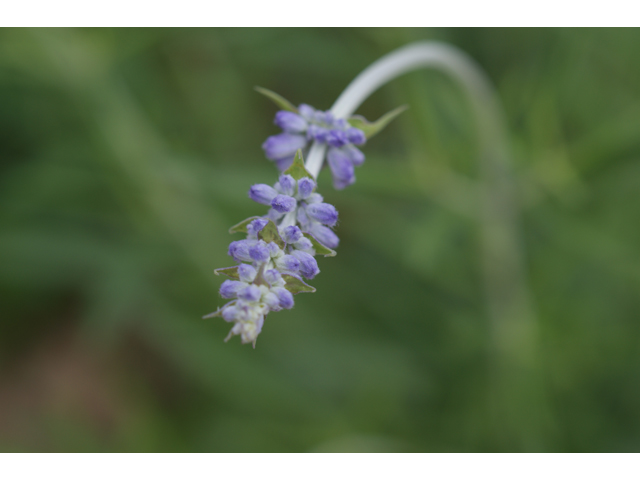 Salvia farinacea (Mealy blue sage) #30677