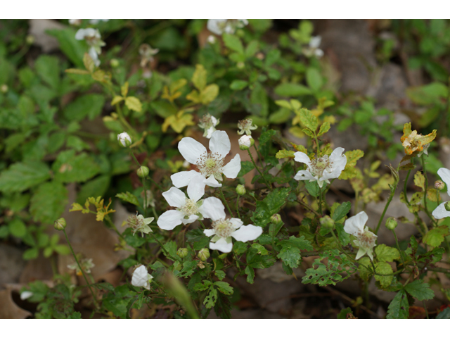 Rubus trivialis (Southern dewberry) #30684
