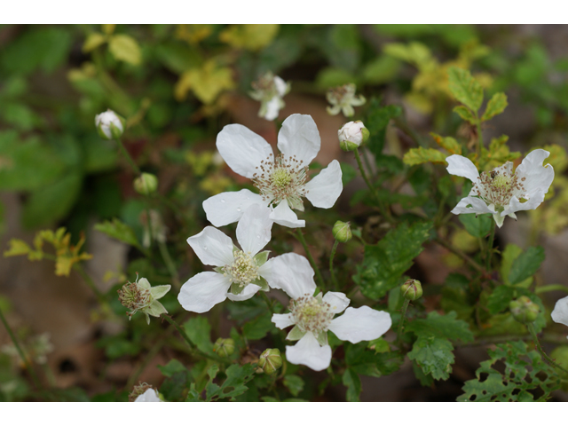 Rubus trivialis (Southern dewberry) #30685