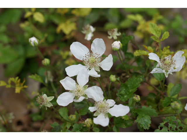 Rubus trivialis (Southern dewberry) #30686