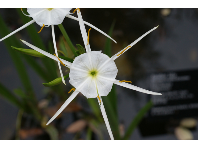 Hymenocallis liriosme (Texas spiderlily) #30687