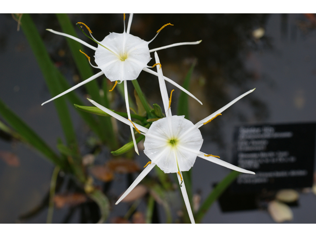 Hymenocallis liriosme (Texas spiderlily) #30688