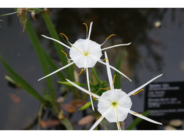 Hymenocallis liriosme (Texas spiderlily) #30689
