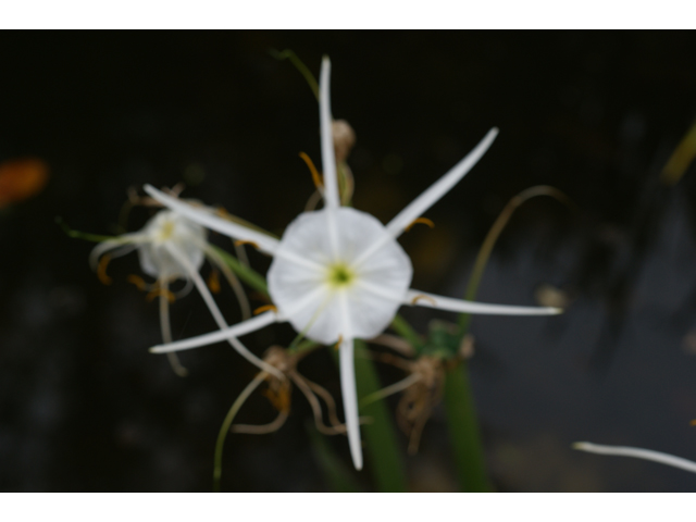 Hymenocallis liriosme (Texas spiderlily) #30692