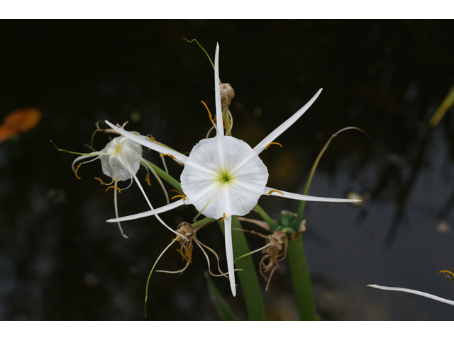 Hymenocallis liriosme (Texas spiderlily) #30693