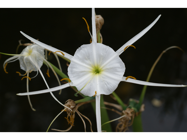 Hymenocallis liriosme (Texas spiderlily) #30694