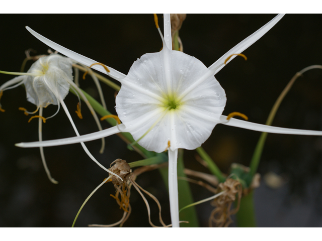 Hymenocallis liriosme (Texas spiderlily) #30695
