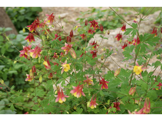 Aquilegia canadensis (Eastern red columbine) #30710