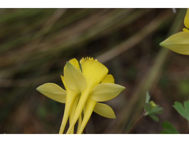 Aquilegia chrysantha (Golden columbine) #30727