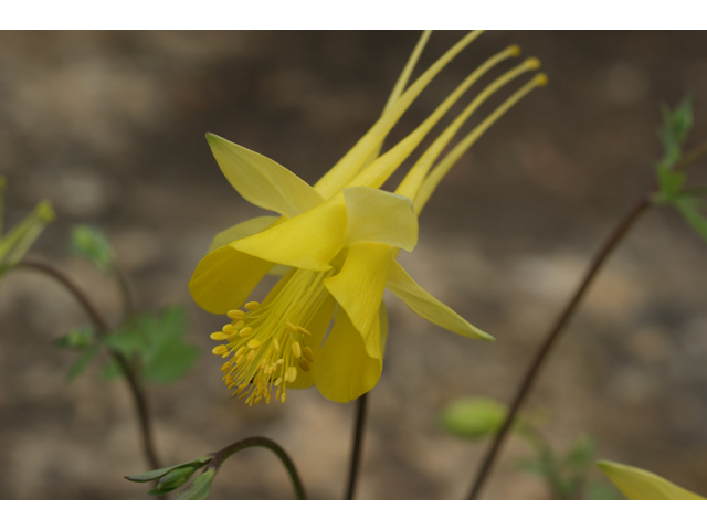 Aquilegia chrysantha (Golden columbine) #30728