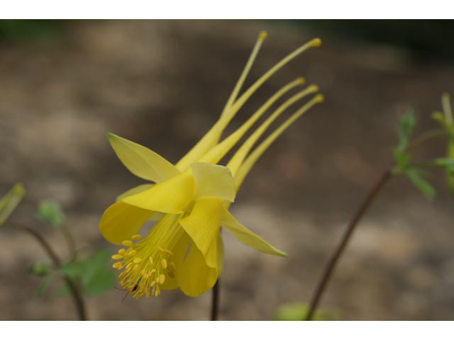 Aquilegia chrysantha (Golden columbine) #30729