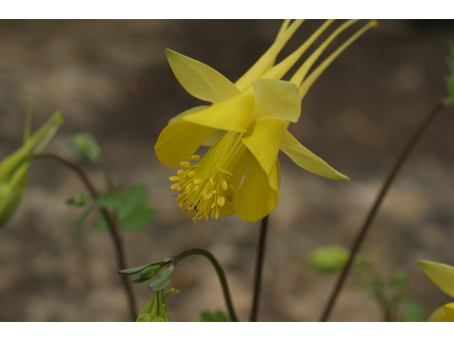 Aquilegia chrysantha (Golden columbine) #30730