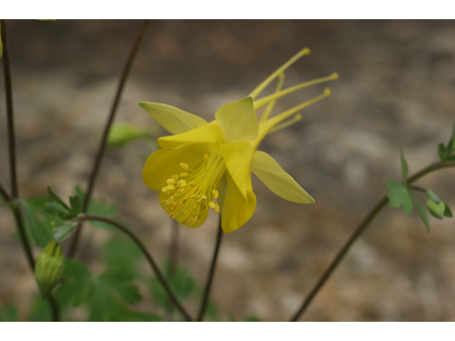 Aquilegia chrysantha (Golden columbine) #30731